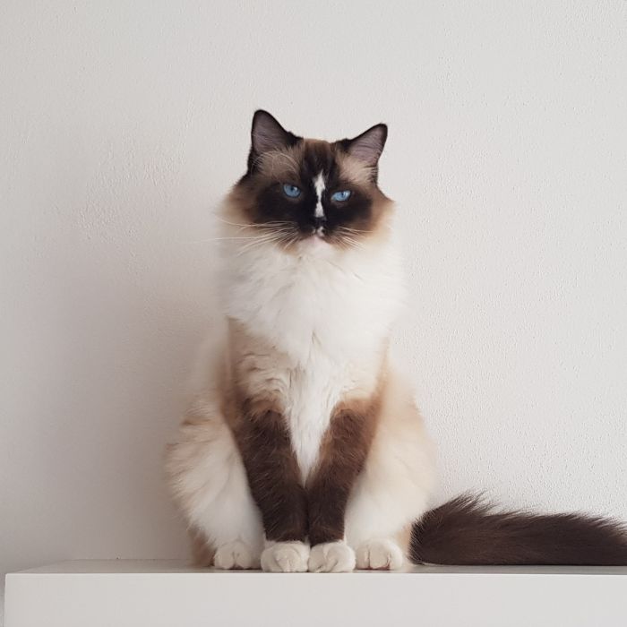 A cat is sitting on white table