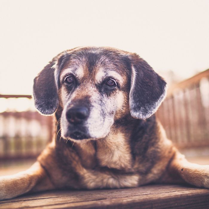 A dog sitting on wooden deck