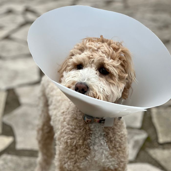 A dog wearing a surgery cone