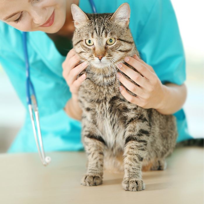 A vet cuddling a cat