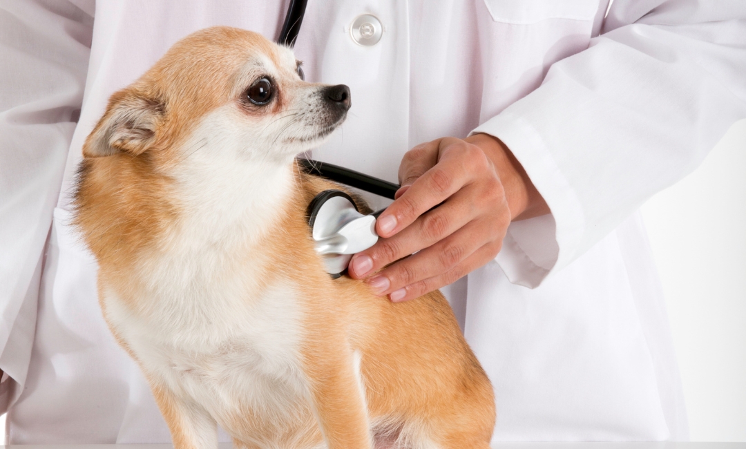 A vet examines a dog on the table