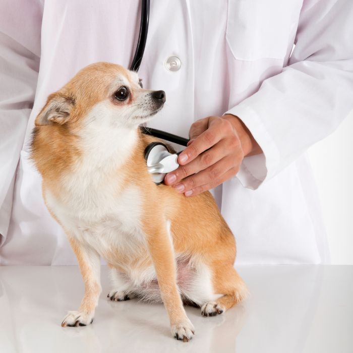 A vet examining a dog