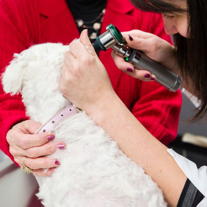 A vet examining dog's ear