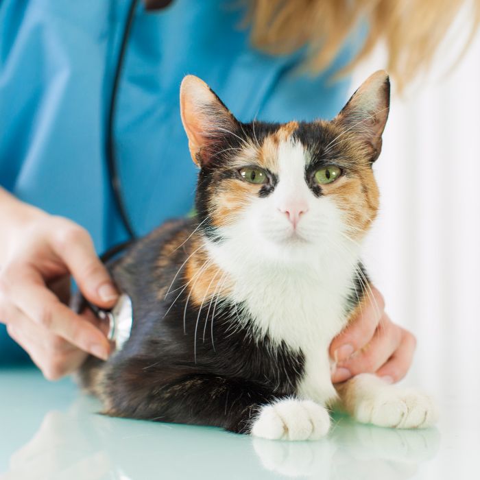 A vet is examining a cat