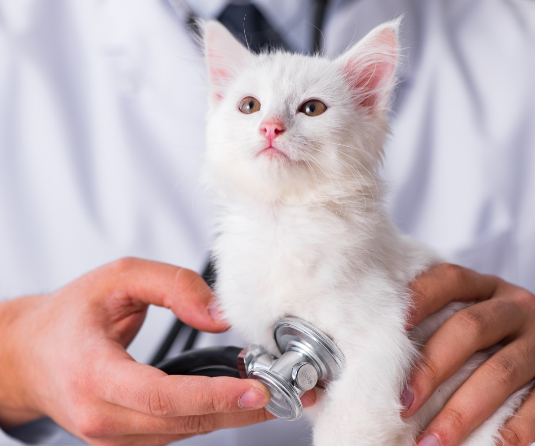  A white kitten being examined by a veterinarian