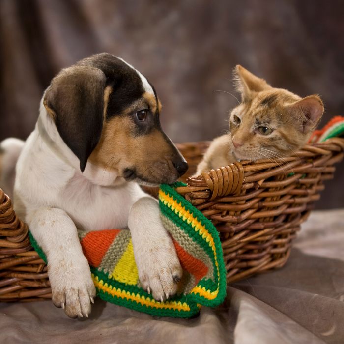 Puppy and kitten sitting in the basket