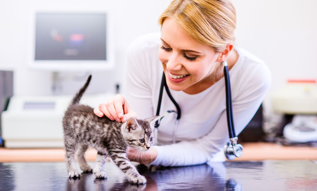 A vet gently holds a cat