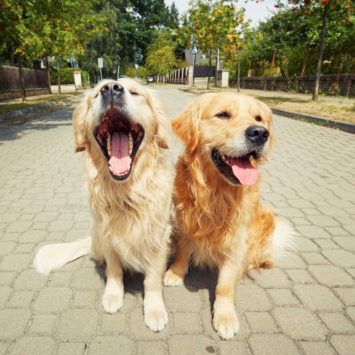 Two dogs are sitting on the road