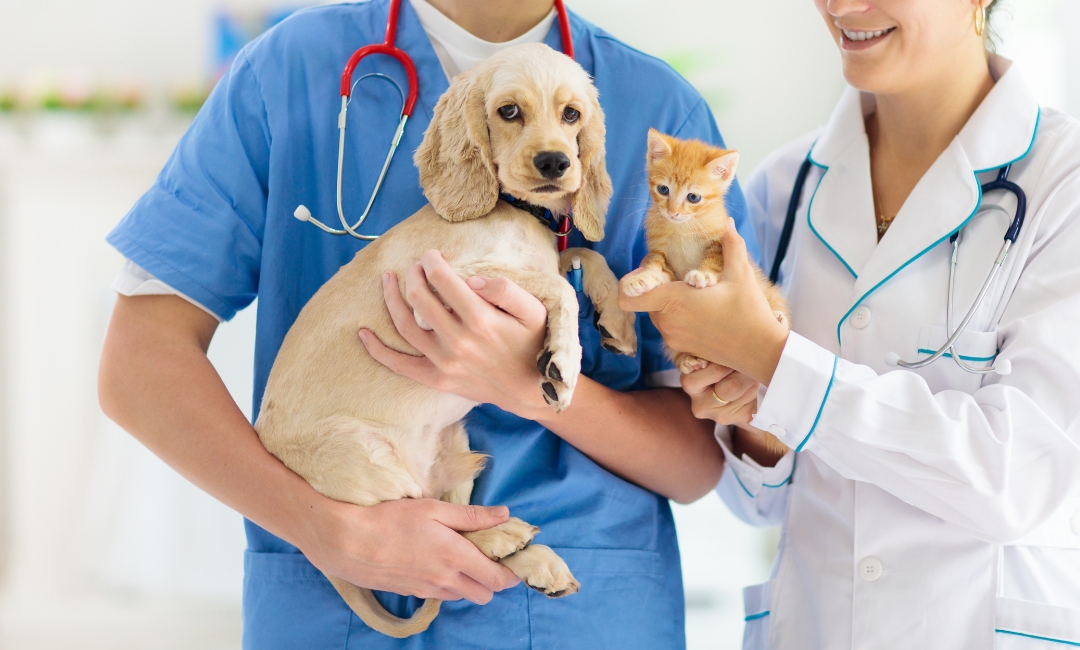 Two veterinarian holds a puppy and a kitten,