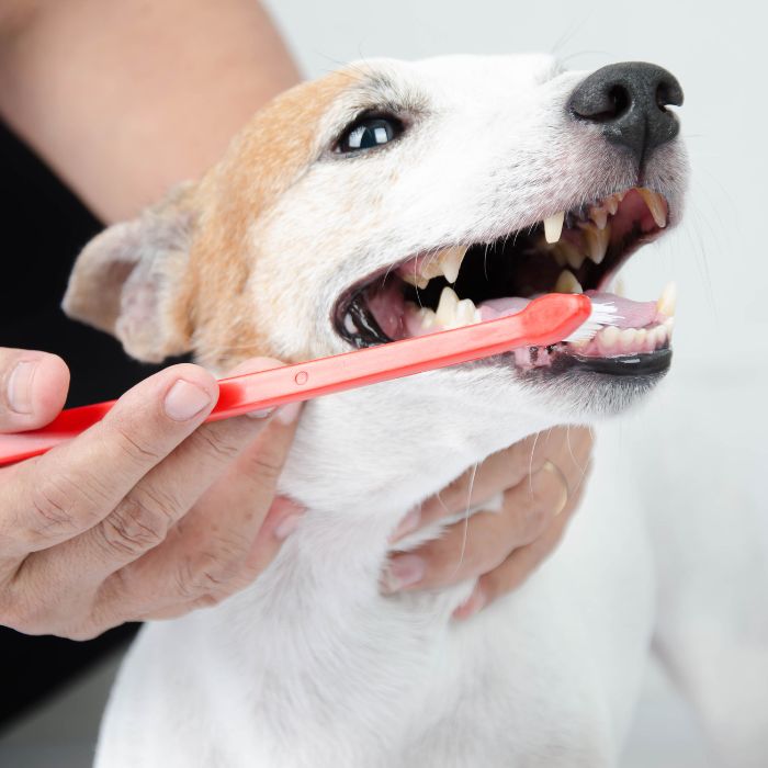 A person brushing a dog's teeth