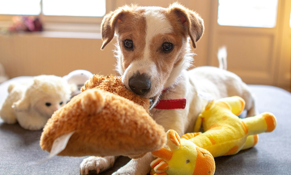 dog playing with toys