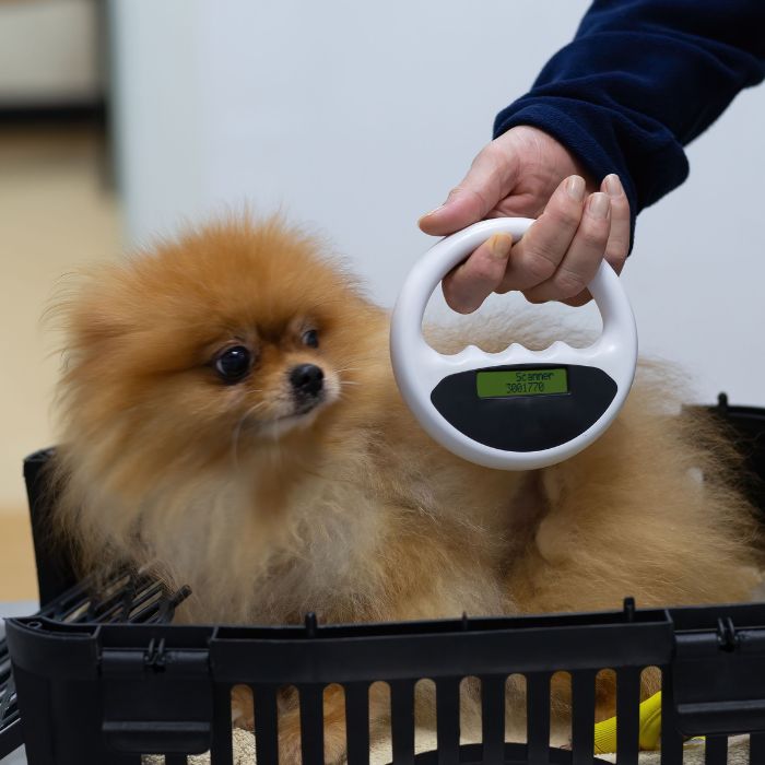 A person scanning a dog for microchip