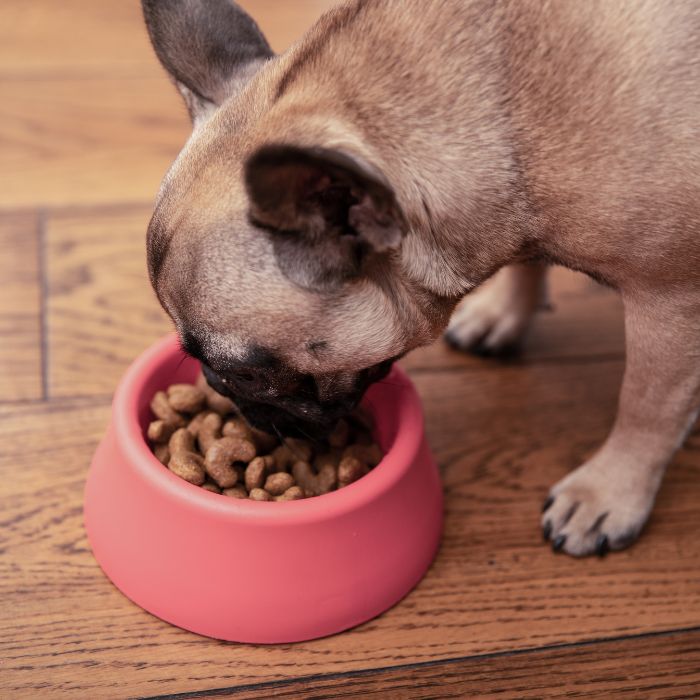 A dog eating food out of a bowl